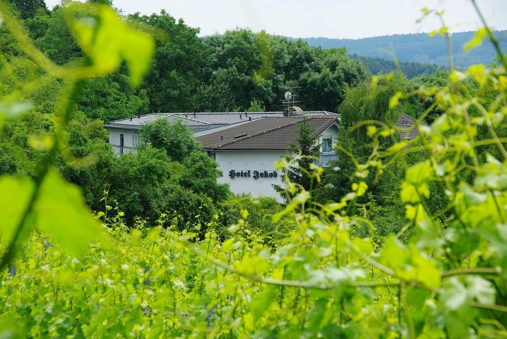 Vineyard