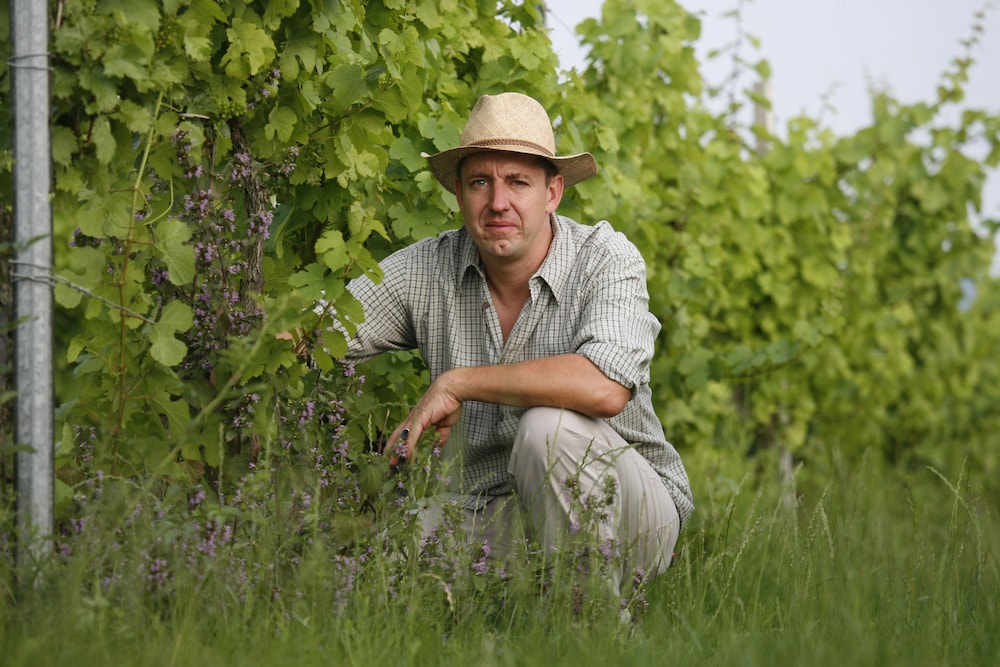 Vineyard