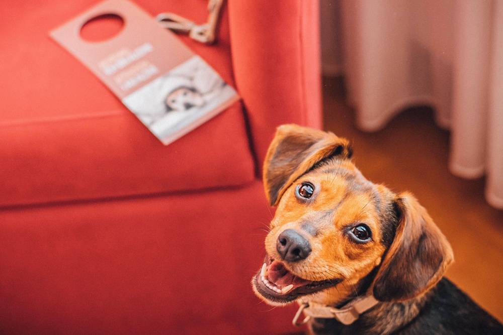 Pet-friendly