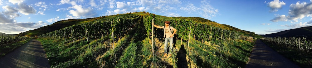 Vineyard