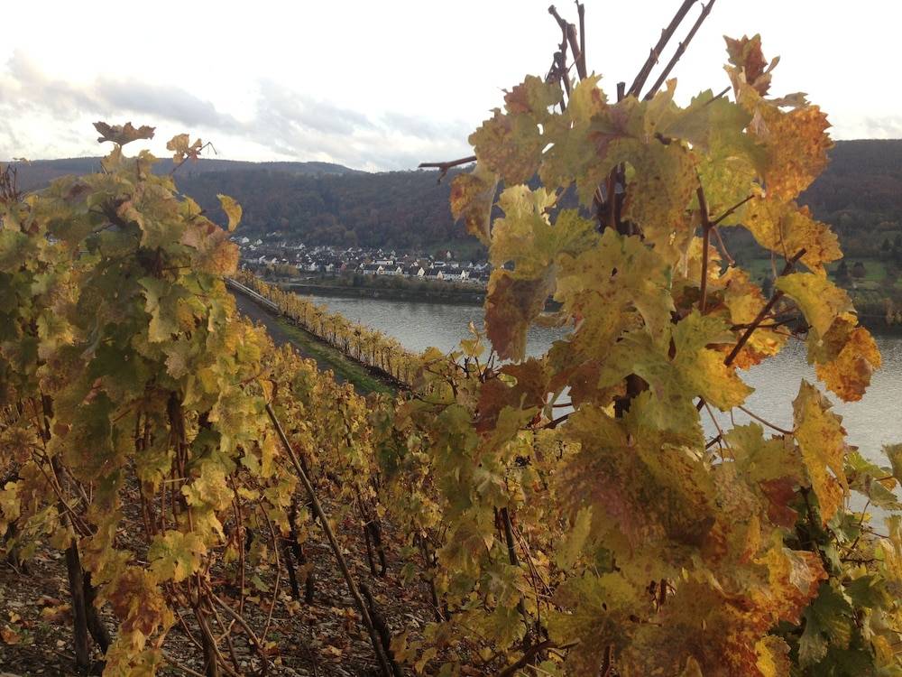 Vineyard