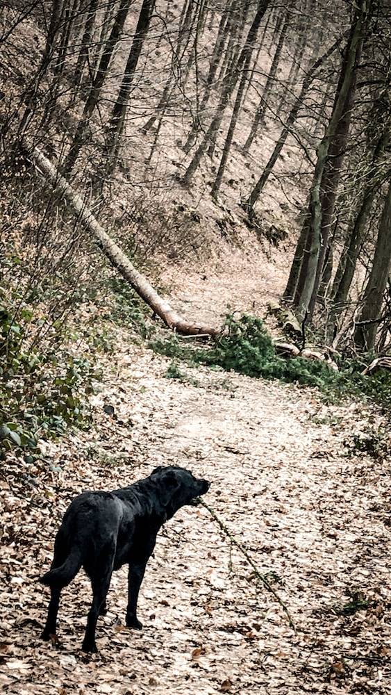 Hiking