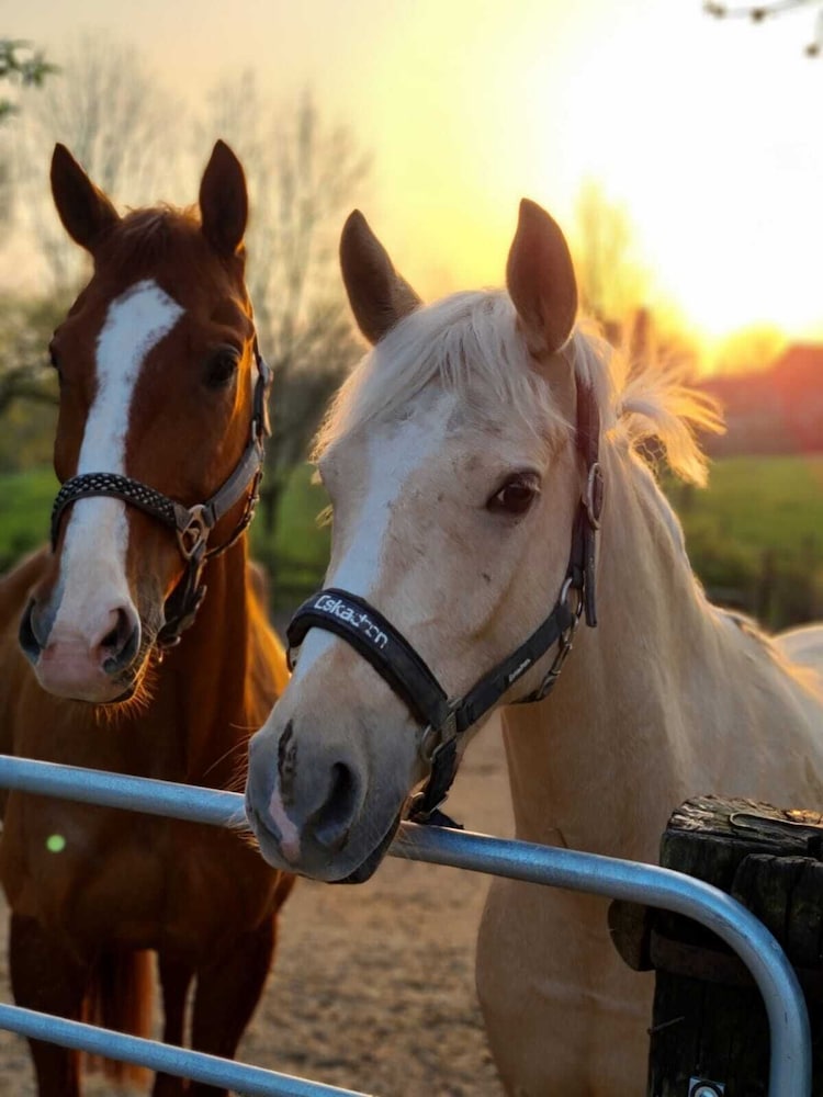 Horseback riding